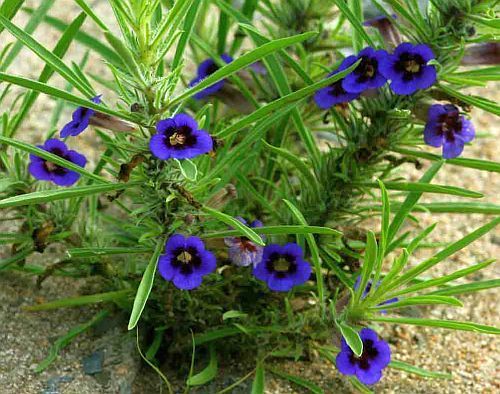 Aptosimum lineare Carpet flower - Karoo violet seeds