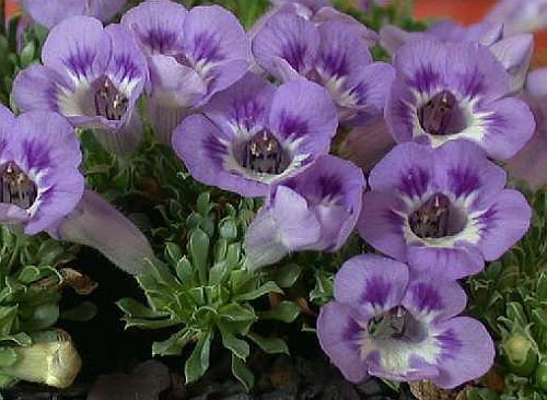 Aptosium procumbens carpet flower - Karoo violet seeds