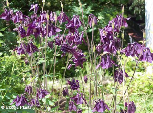 Aquilegia atrata dark Columbine seeds