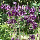 Aquilegia atrata