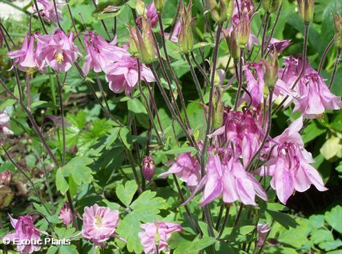 Aquilegia vulgaris european Columbine seeds