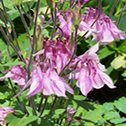 Aquilegia vulgaris ancolie commune graines