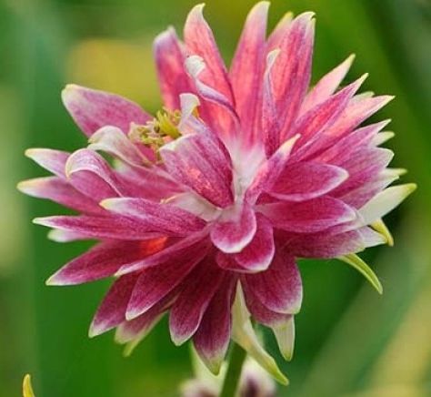 Aquilegia vulgaris var. stellata Nora Barlow Grannys Bonnet - Columbine seeds