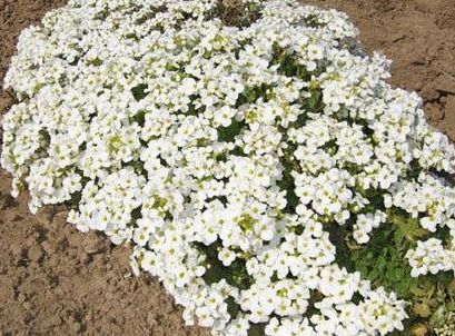 Arabis alpina subsp. caucasica Snowcap Mountain rock cress - Alpine rockcress seeds