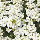 Arabis alpina subsp. caucasica Snowcap Schneehaube Samen