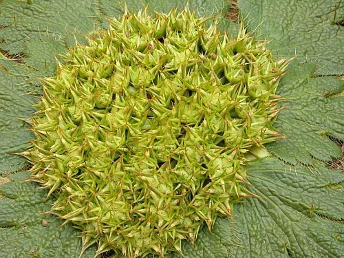 Arctopus echinatus Poxthorn seeds