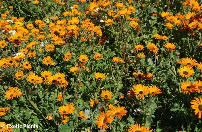 Arctotis acaulis