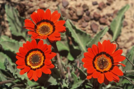 Arctotis gumbletonii African Daisy seeds