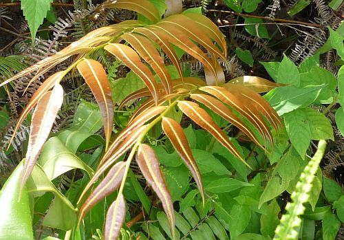 Arcypteris irregularis fern seeds