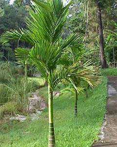 Areca catechu betel nut palm seeds