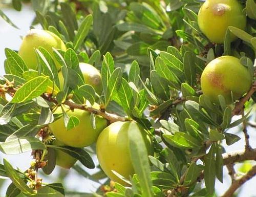 Argania spinosa Argan oil seeds