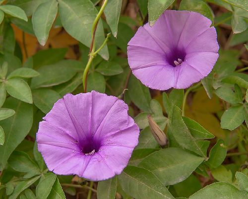 Argyreia nervosa hawaiian Baby Woodrose seeds