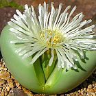 Argyroderma delaetii flor de acero plateado semillas