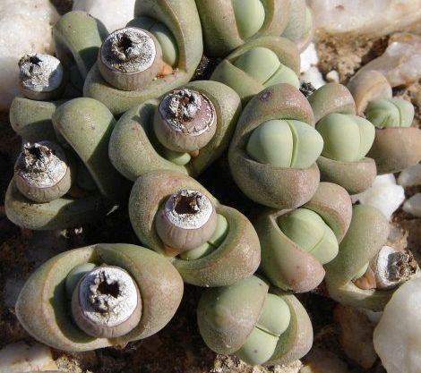 Argyroderma framesii ssp hallii Dwarf succulente seeds