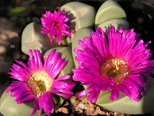 Argyroderma ringens living stone seeds