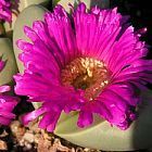 Argyroderma ringens