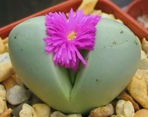 Argyroderma testiculare Dwarf succulente seeds