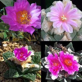 Ariocarpus Mix Living Rocks Mix seeds