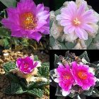 Ariocarpus Mix Cactus roche vivante graines