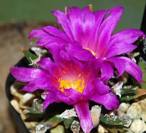 Ariocarpus agavoides Tamaulipas Living Rock Cactus seeds