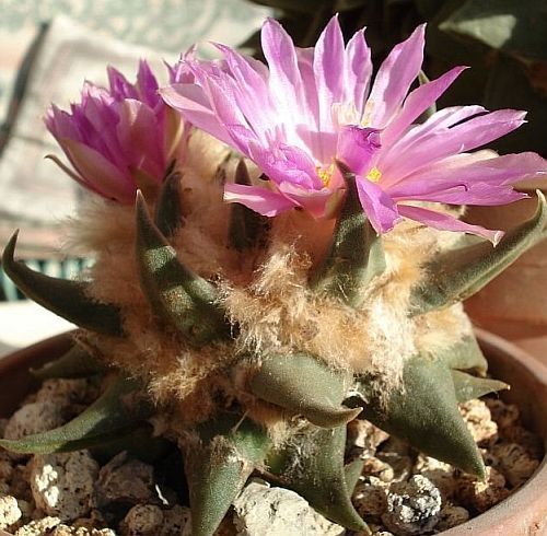 Ariocarpus confusus living rock cactus seeds