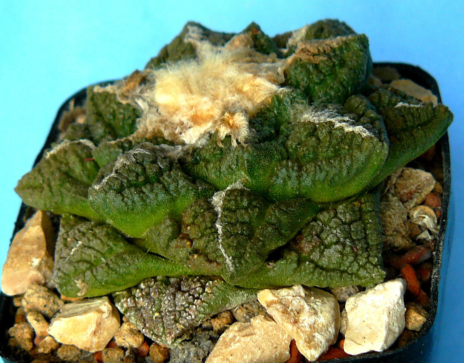 Ariocarpus fissuratus Living rock cactus seeds