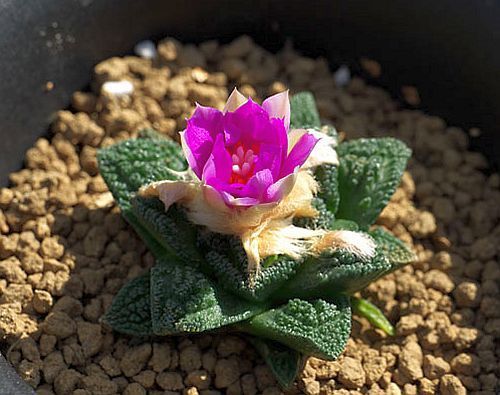 Ariocarpus fissuratus v. hintonii Living Rock Cactus seeds