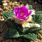 Ariocarpus fissuratus v. hintonii Vivere Roccia Cactus semi