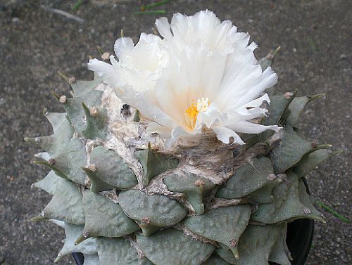 Ariocarpus furfuraceus Living Rock Cactus seeds