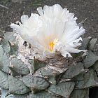 Ariocarpus furfuraceus Vivere Roccia Cactus semi