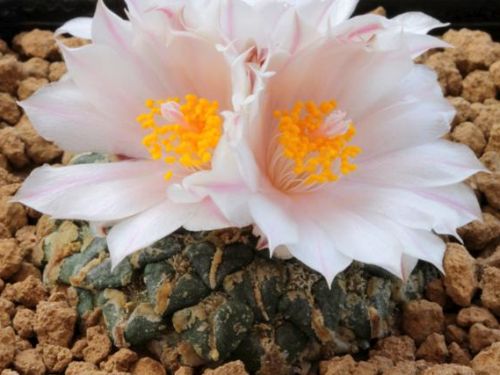 Ariocarpus kotschoubeyanus v. albiflorus Living rock cactus seeds