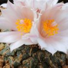 Ariocarpus kotschoubeyanus v. albiflorus Cactus roche vivante graines