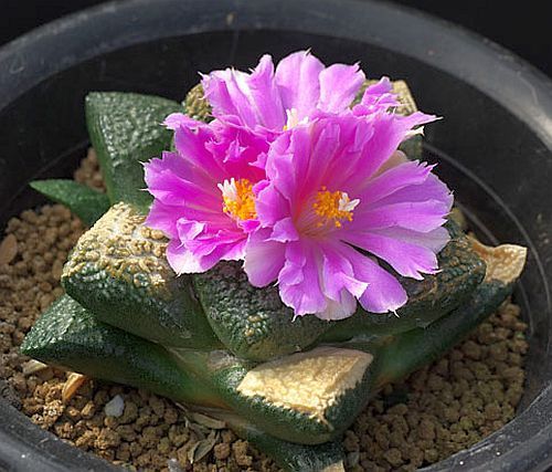 Ariocarpus kotschoubeyanus v. elephantidens Living Rock Cactus seeds