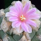 Ariocarpus lloydii cactus roche vivante graines