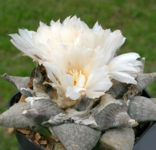 Ariocarpus retusus v. elongatus Living Rock Cactus seeds