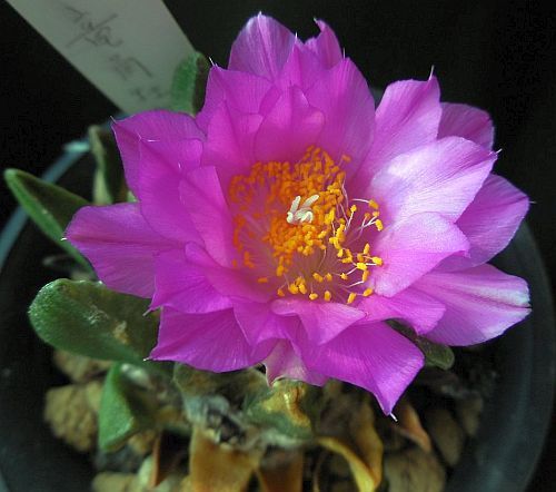 Ariocarpus scapharostrus Living Rock Cactus seeds