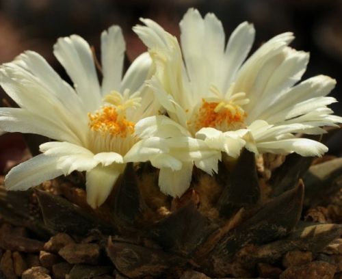 Ariocarpus trigonus v. horacekii Living rock cactus seeds