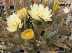 Ariocarpus trigonus v. minimus Living rock cactus seeds