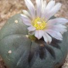 Ariocarpus williamsii  cемян