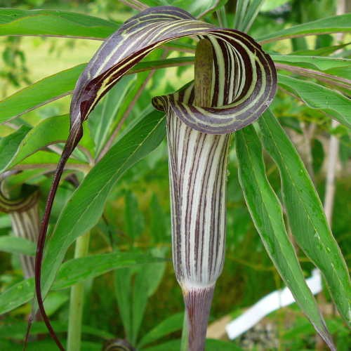 Arisaema consanguineum Himalayan Cobra Lily seeds