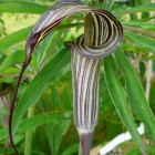 Arisaema consanguineum himalaya cobra lily graines