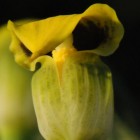 Arisaema flavum