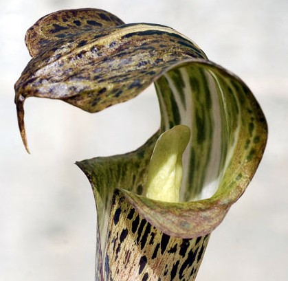 Arisaema nepenthoides Jack-in-the-Pulpit seeds