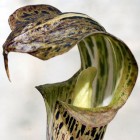 Arisaema nepenthoides  semi