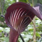 Arisaema speciosum Aris?me Petit-Pr?cheur graines