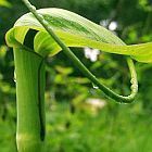 Arisaema tortuosum ﻿Аризема	

 cемян