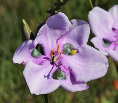 Aristea biflora Aristea seeds