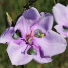 Aristea biflora Aristea graines