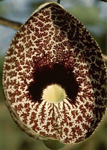 Aristolochia elegans Calico flower - Dutchmans pipe seeds