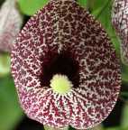 Aristolochia elegans Gespensterpflanze - Gespensterblume Samen